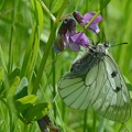 Schwarzer Apollo (Parnassius mnemosyne)